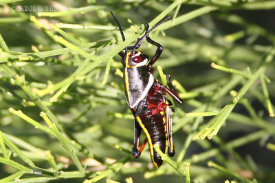 Lubber Grasshopper