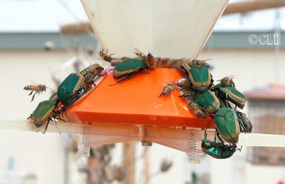 Fig Beetle (cotinus mutabilis) and Bees