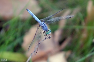 Skimmer Dragonfly