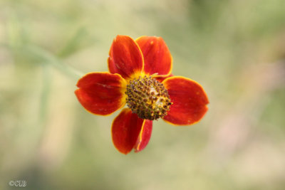 Mexican Hat