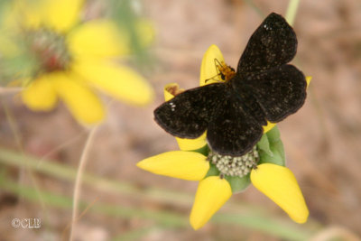 Golden-headed Scallopwing