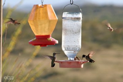 Hummingbird Action