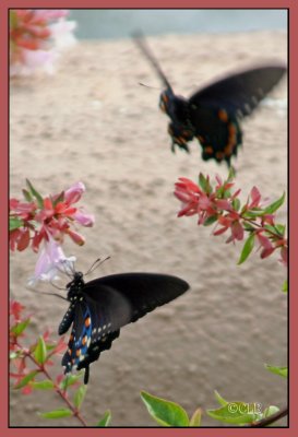 Pipevine Swallowtails
