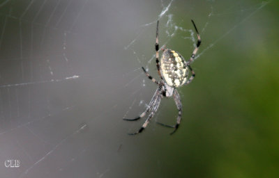 Orb-weaving Argiope Spider