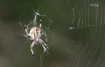 Orb-weaving Argiope Spider