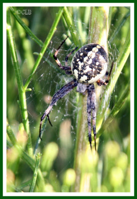 Orb Weaving Argiope Spider