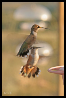 Hummingbirds Two