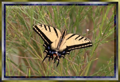 Two-tailed Swallowtail