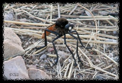 Rare Robber Fly