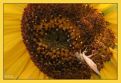 Skipper on Giant Sunflower