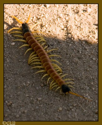 Giant Desert Centipede