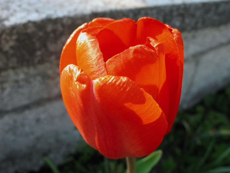 Blazing Tulip