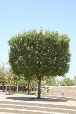 Tree, Kuwait City.jpg