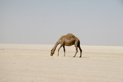 Camel 1, Kuwait.jpg