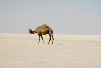 Camel 2, Kuwait.jpg
