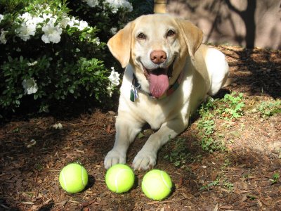 She does love tennis balls.