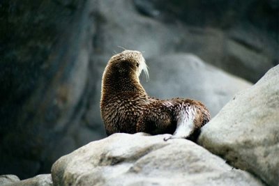 Otters