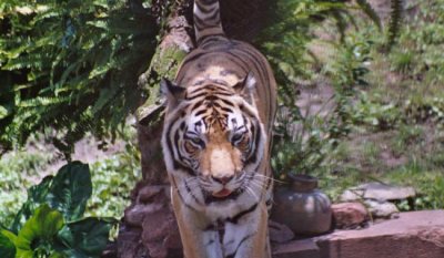 Tiger-02-EPCOT-2004-web.JPG