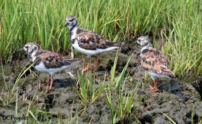 Ruddy Turnstones