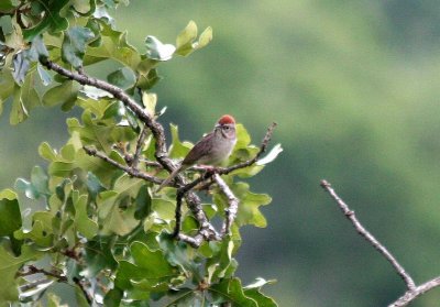 Rufous-crowned Sparrow