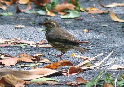 Northern Waterthrush