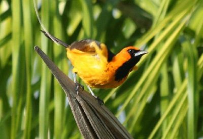 Spot Breasted Oriole