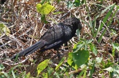 Smooth-billed Ani