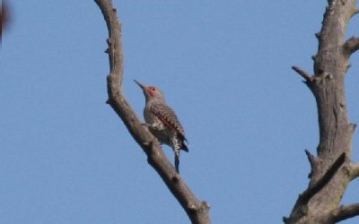 Red Shafted Flicker at Castlewood Canyon