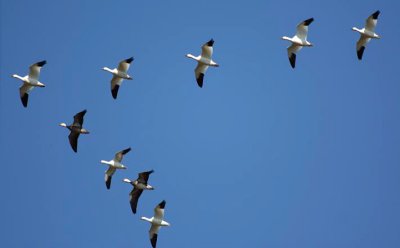 Snow Geese and one Ross's Goose