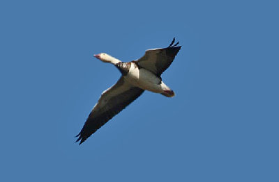 Snow Goose intermediate dark morph
