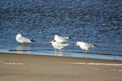 Royal Tern in middle