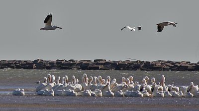 mostly White Pelicans