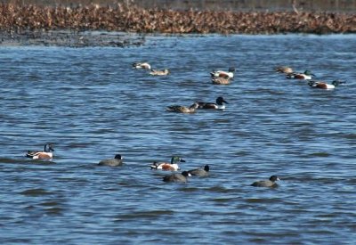 Northern Shovelers and Coots