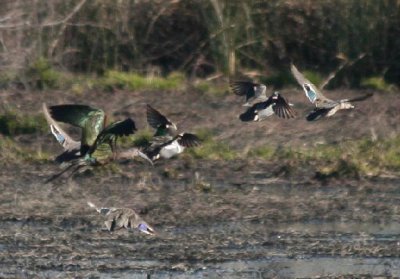 White-faced Ibis and ducks