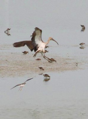 white Ibis and others