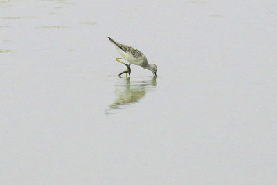 Yellowlegs