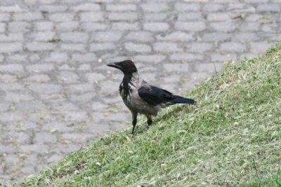 Hooded Crow