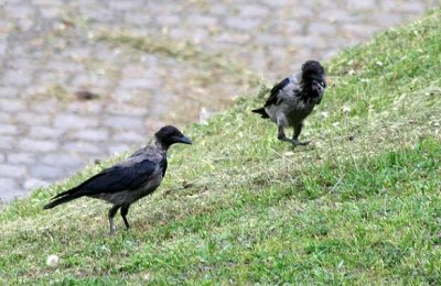Hooded Crows