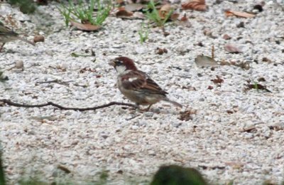 Italian Sparrow (Cross between House Sparrow and Spanish Sparrow)