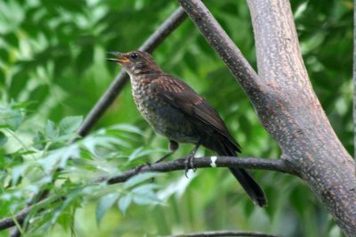 juvienile Common Blackbird