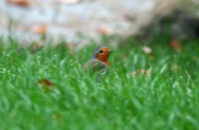 (European) Robin