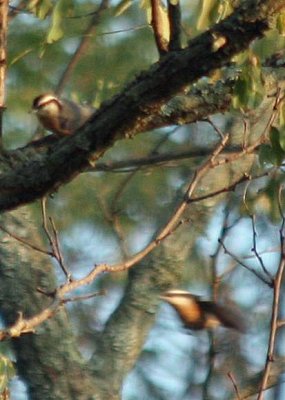 Red-breasted Nuthatches