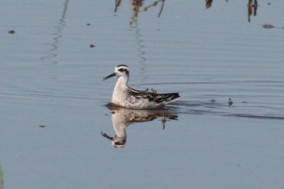 Red-necked Phalarope being very cooperative (Sorry Dennis)