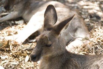Kangaroo