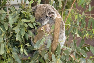 Koala and Baby