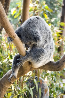 Sleepy Koala