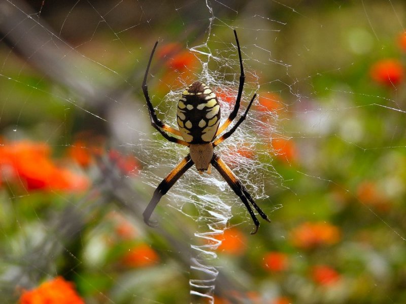 BLACK & YELLOW ARGIOPE