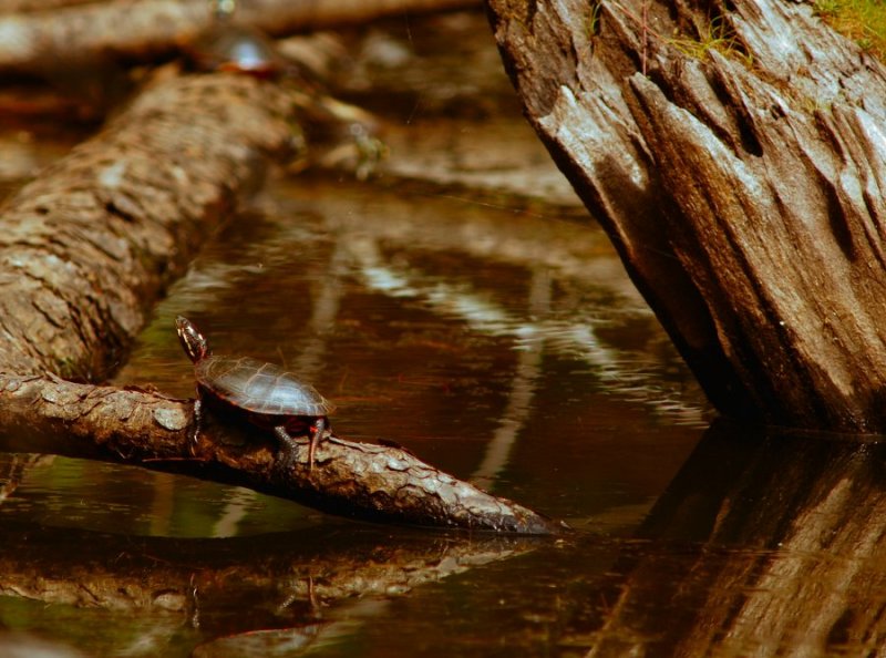 Turtle Basking