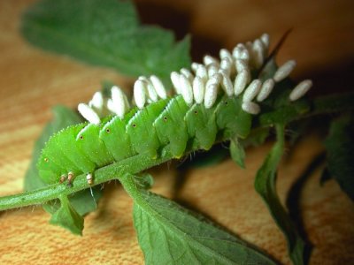 Hornworm, Unfortunately, This hornworm is carrying the young of the Braconid Warsp and they are at there cocoon stage