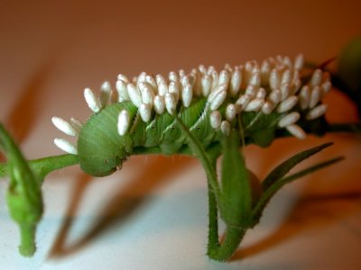 Another view of a Hornworm carrying Braconid Warsp cocoons